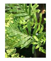 Polypodium  Fern