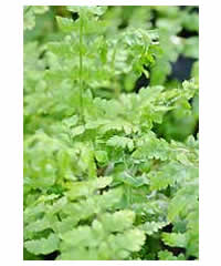 Polystichum braunii  Fern