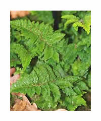 Polystichum setiferum 'Congestum'  Fern