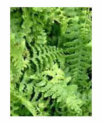 Polystichum  Fern