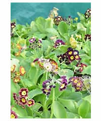 Primula auricula  -  mixed seedlings 