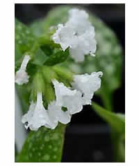 Pulmonaria 'Sissinghurst White' AGM - Perennial