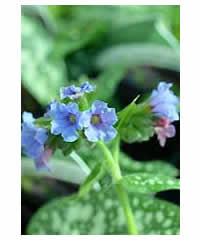 Pulmonaria 'Trevi Fountains' 