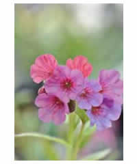 Pulmonaria 'Victorian Brooch' - Perennial