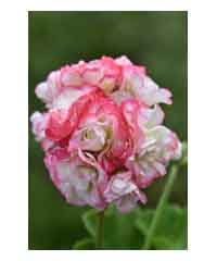 Pelargonium 'Appleblossom'