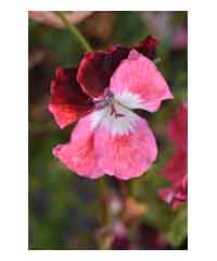 Pelargonium 'Clovelly' 