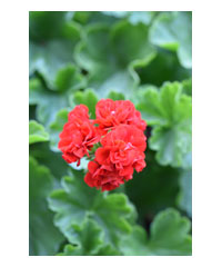 Pelargonium 'Pride of Exmouth'