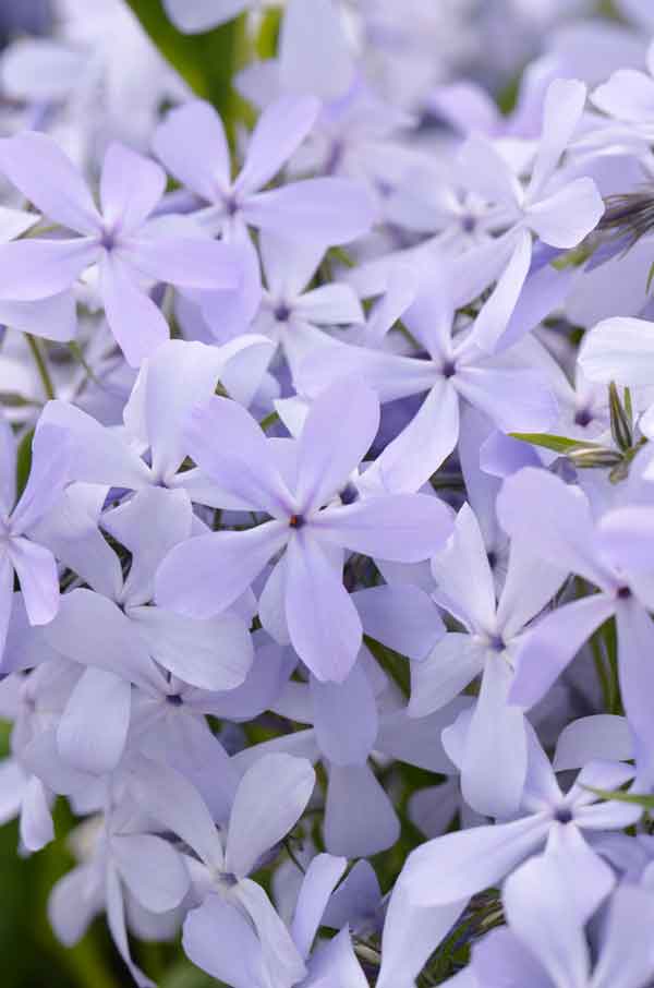 Phlox divaricata 'Blue Moon' - Perennial