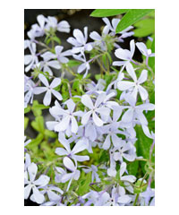 Phlox divaricata 'Blue Moon' - Perennial