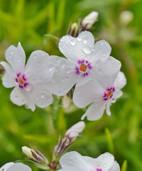 Phlox