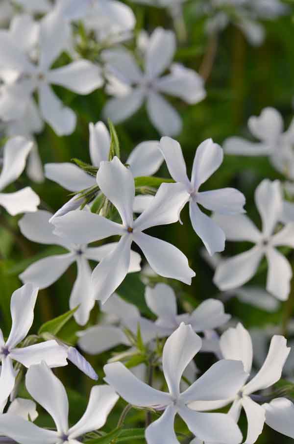 Phlox divaricata 'May Breeze' - Perennial