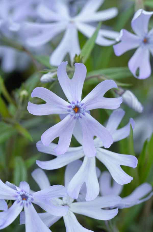 3 Phlox of OUR choice for 25.00 - Perennial