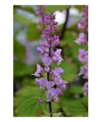 Plectranthus fruticans 'James