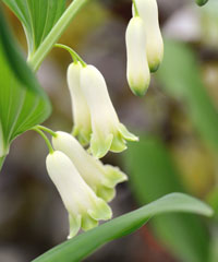 Polygonatum