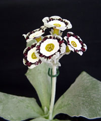 Primula Auricula