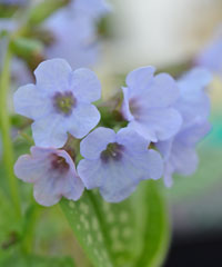 Pulmonaria