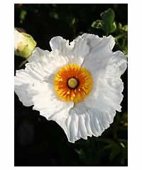 Romneya coulteri