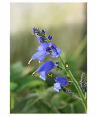 Salvia cacaliifolia AGM - Perennial