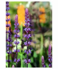 Salvia nemorosa 'Caradonna' AGM - Perennial