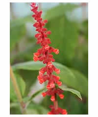 Salvia confertiflora - Perennial