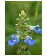 Salvia uliginosa AGM - Perennial