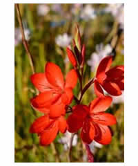 Schizostylis coccinea 'Major' AGM - Perennial