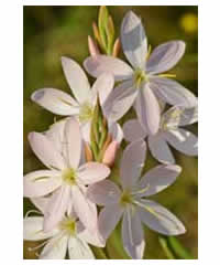 Schizostylis coccinea 'Pink Princess' AGM