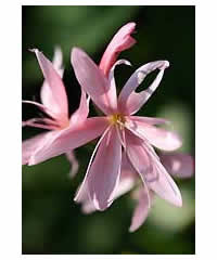 Schizostylis coccinea 'Viscountess Byng'