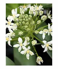 Scilla peruviana White form