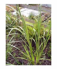 Spartina pectinata 'Aureomarginata'