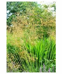 Stipa gigantea AGM