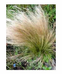 Stipa tenuissima