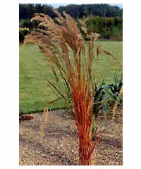 Stipa 