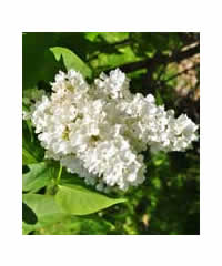 Syringa 'Madame Florent Stepman' 