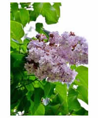 Syringa vulgaris 'President Grevy' 