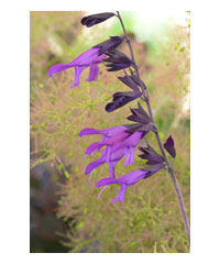 Salvia 'Amistad' AGM - Perennial