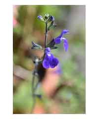 Salvia 'Blue Note'