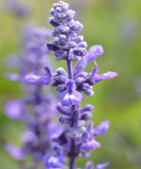 Salvia