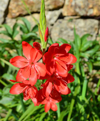 Schizostylis