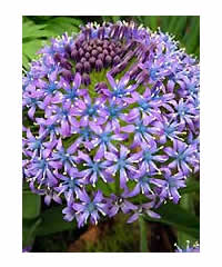 Scilla peruviana AGM