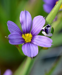 Sisyrinchium 