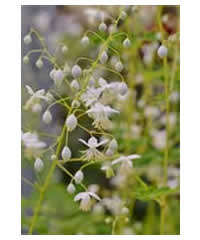 Thalictrum delavayi 'Album'