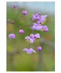 Thalictrum 'Elin'