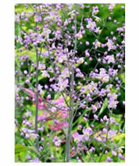 Thalictrum 'Splendide'