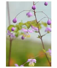 Thalictrum delavayi AGM