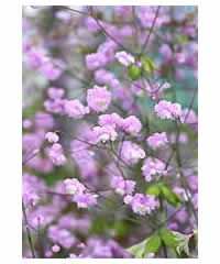 Thalictrum delavayi 'Hewitt's Double' AGM 