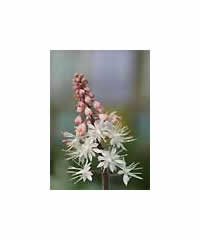 Tiarella