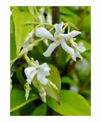 Trachelospermum jasminoides