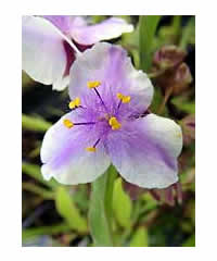 Tradescantia 'Bilberry Ice'