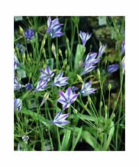 Triteleia 'Rudy'